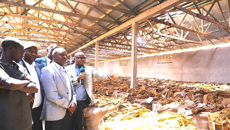 Mrajis wa Vyama vya Ushirika Dkt. Benson Ndiege (wa pili kulia) akioneshwa Madaraja ya Tumbaku katika Ghala la Ikonongo Amcos, Tabora.